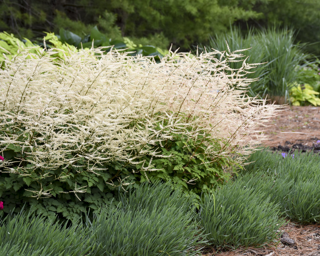 Aruncus dioicus 'Chantilly Lace'